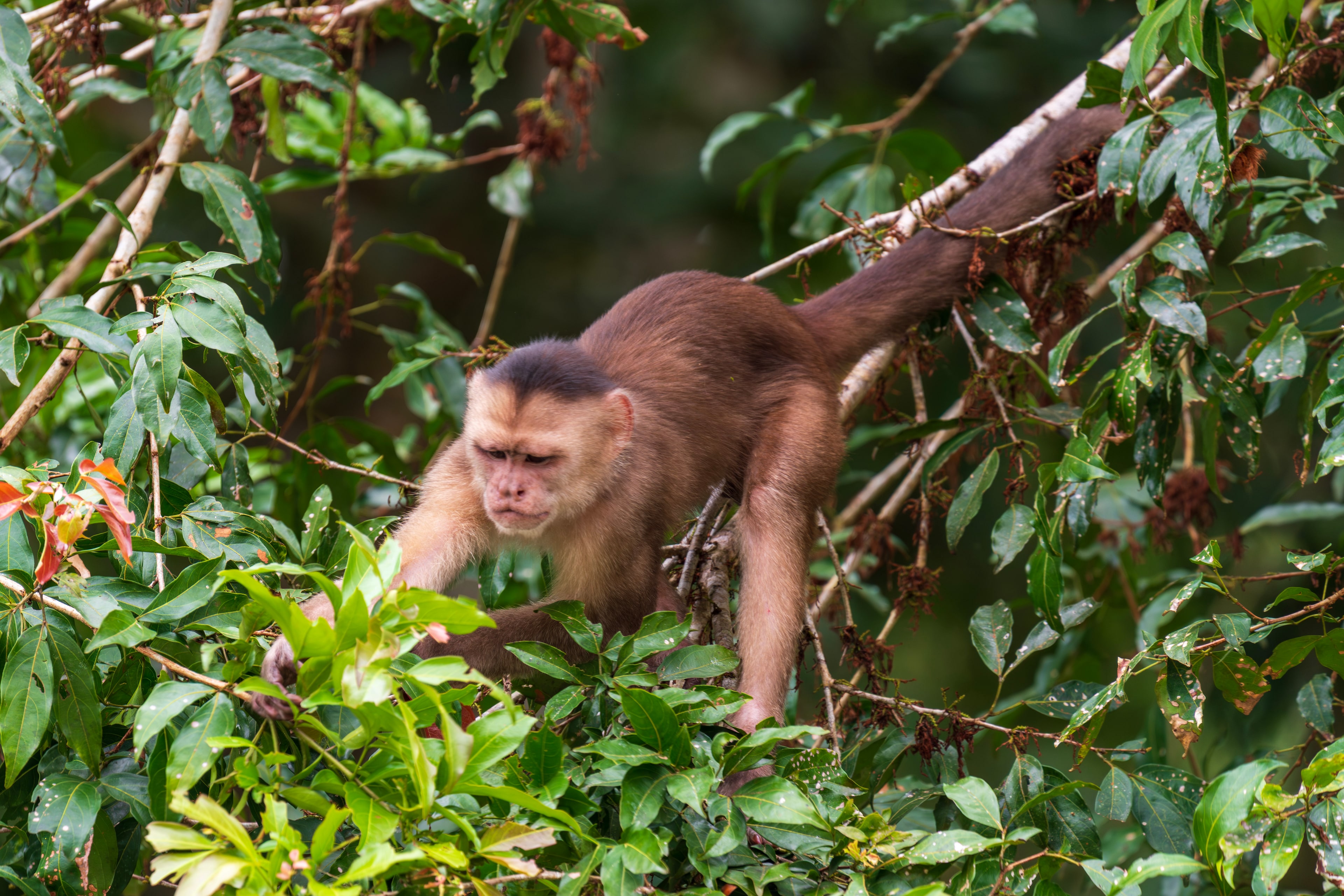 Capuchin, Canopy Forage