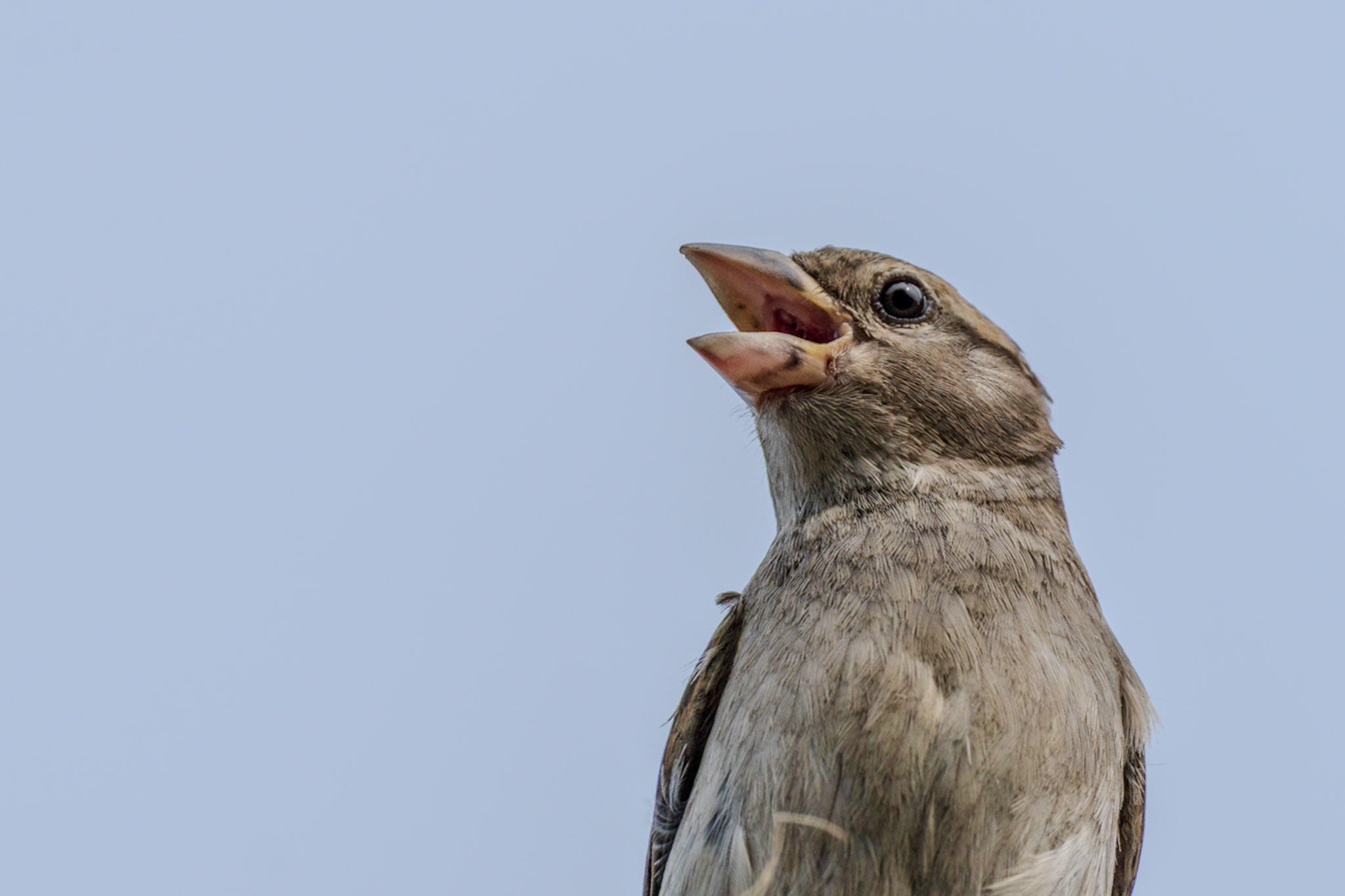 Sparrow, Singing Sky