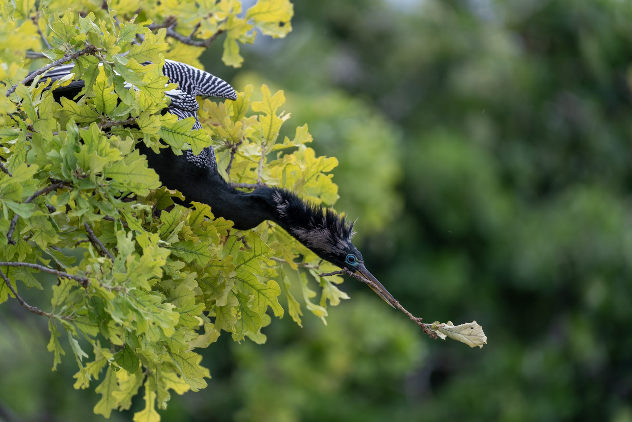 Anhinga, Nesting Reach