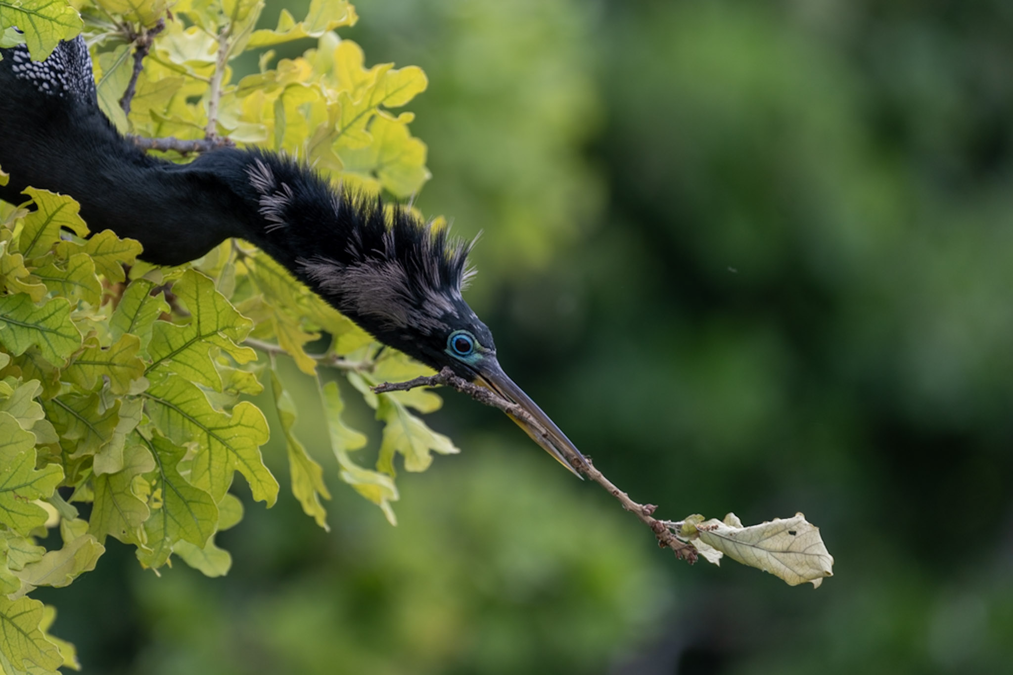 Anahinga, Nesting Branch