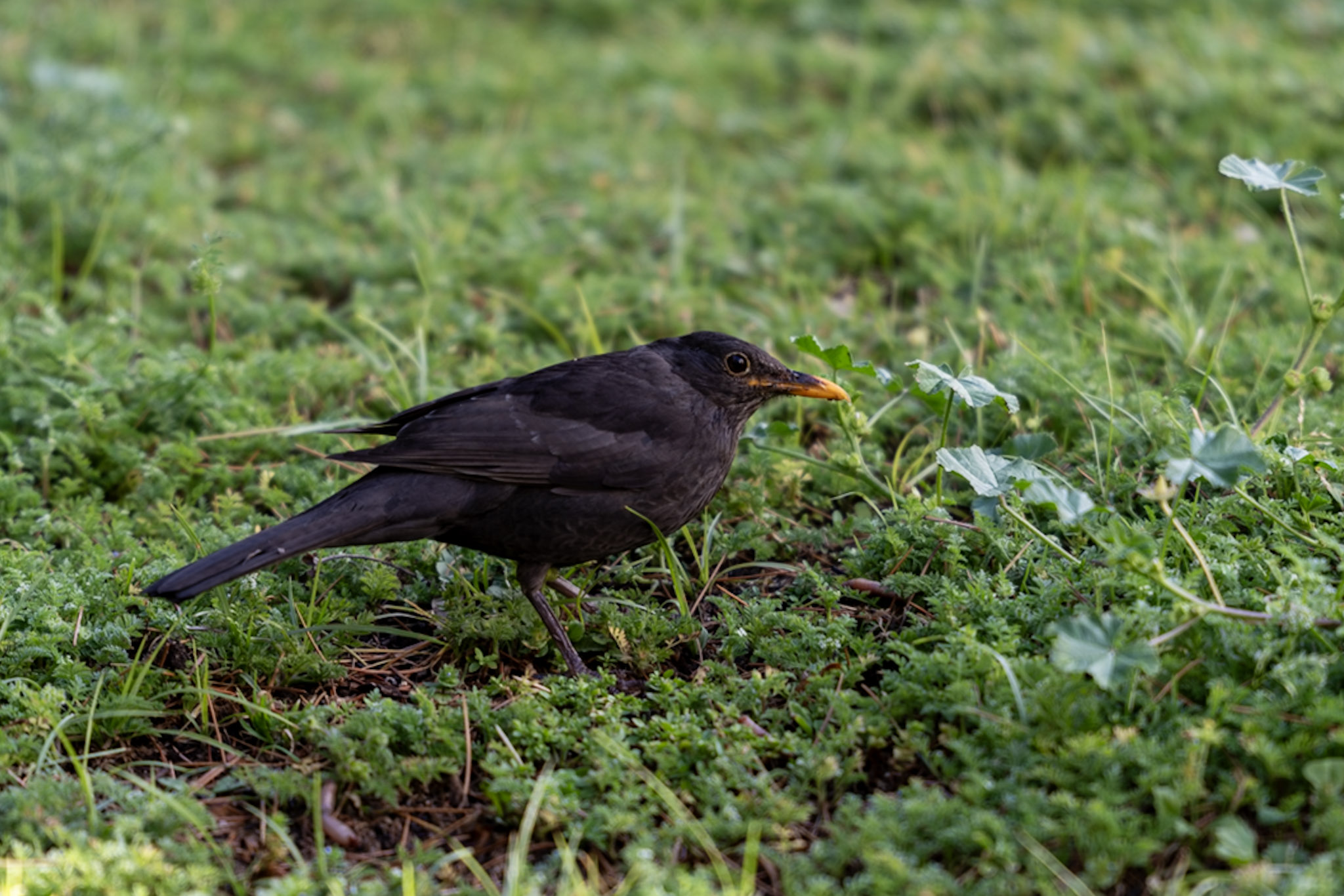 Blackbird, Foraging