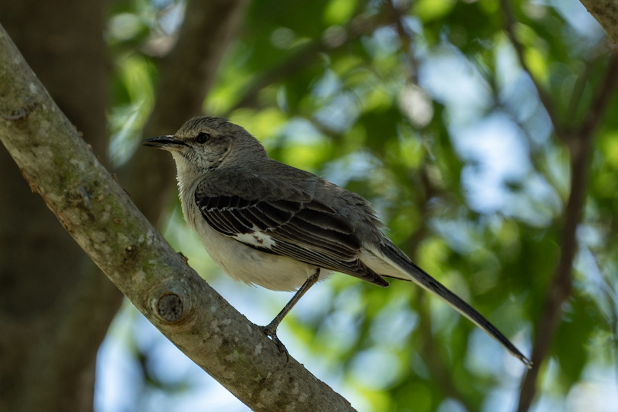 Mockingbird, Dappled Shade