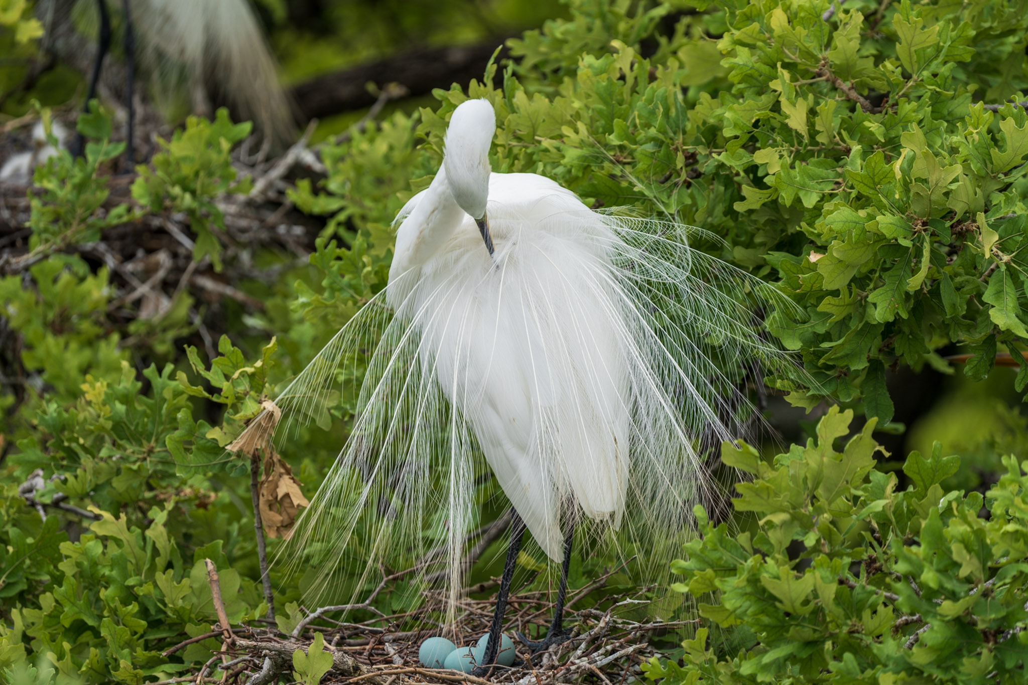Great Egret, Nesting