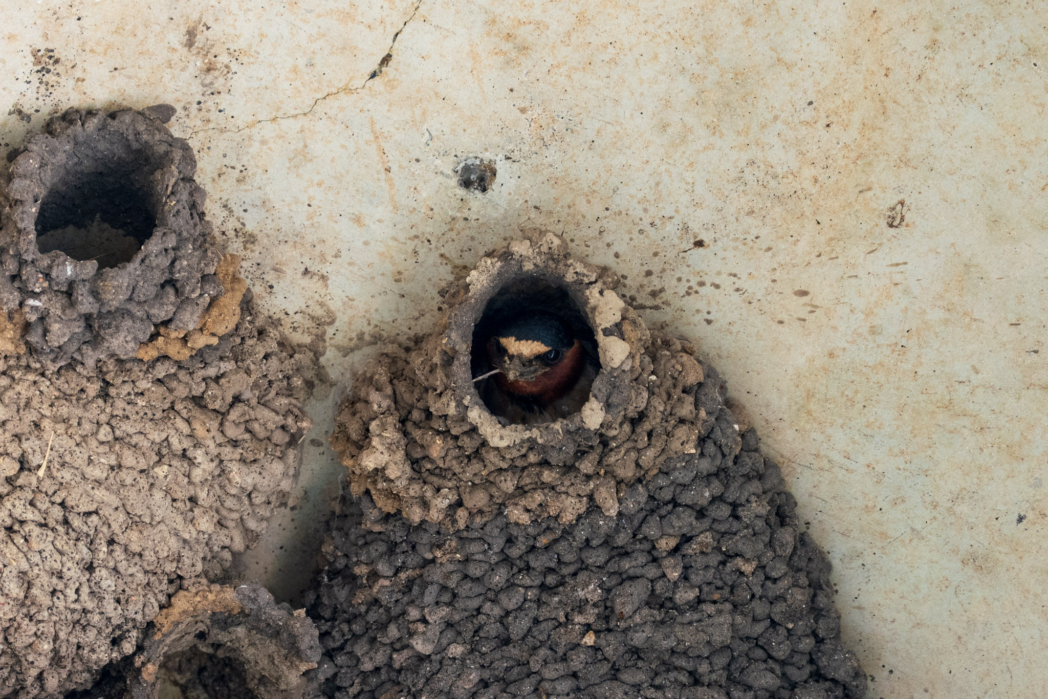 Swallow, Mud Nest