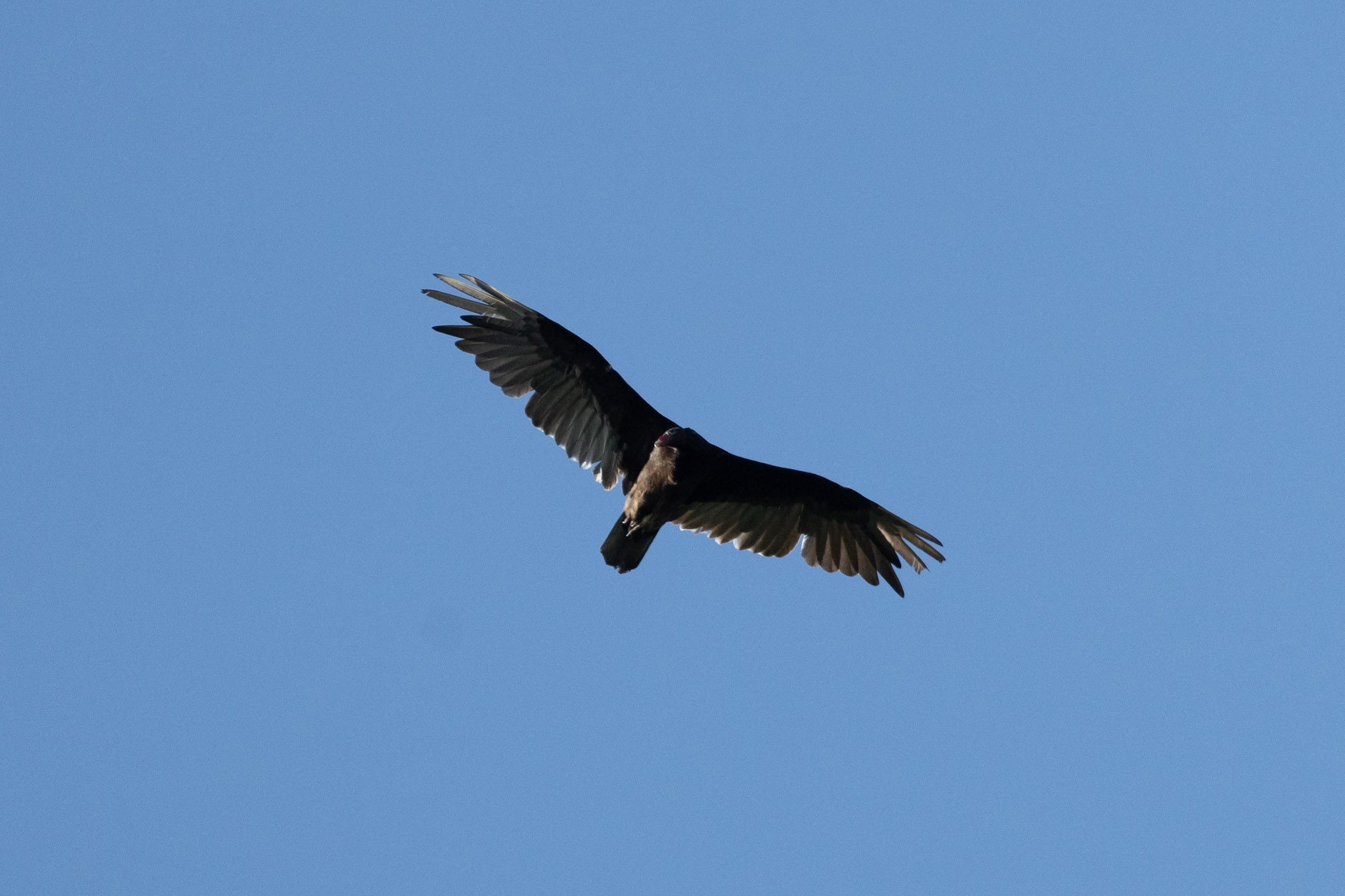 Turkey Vulture, Soaring