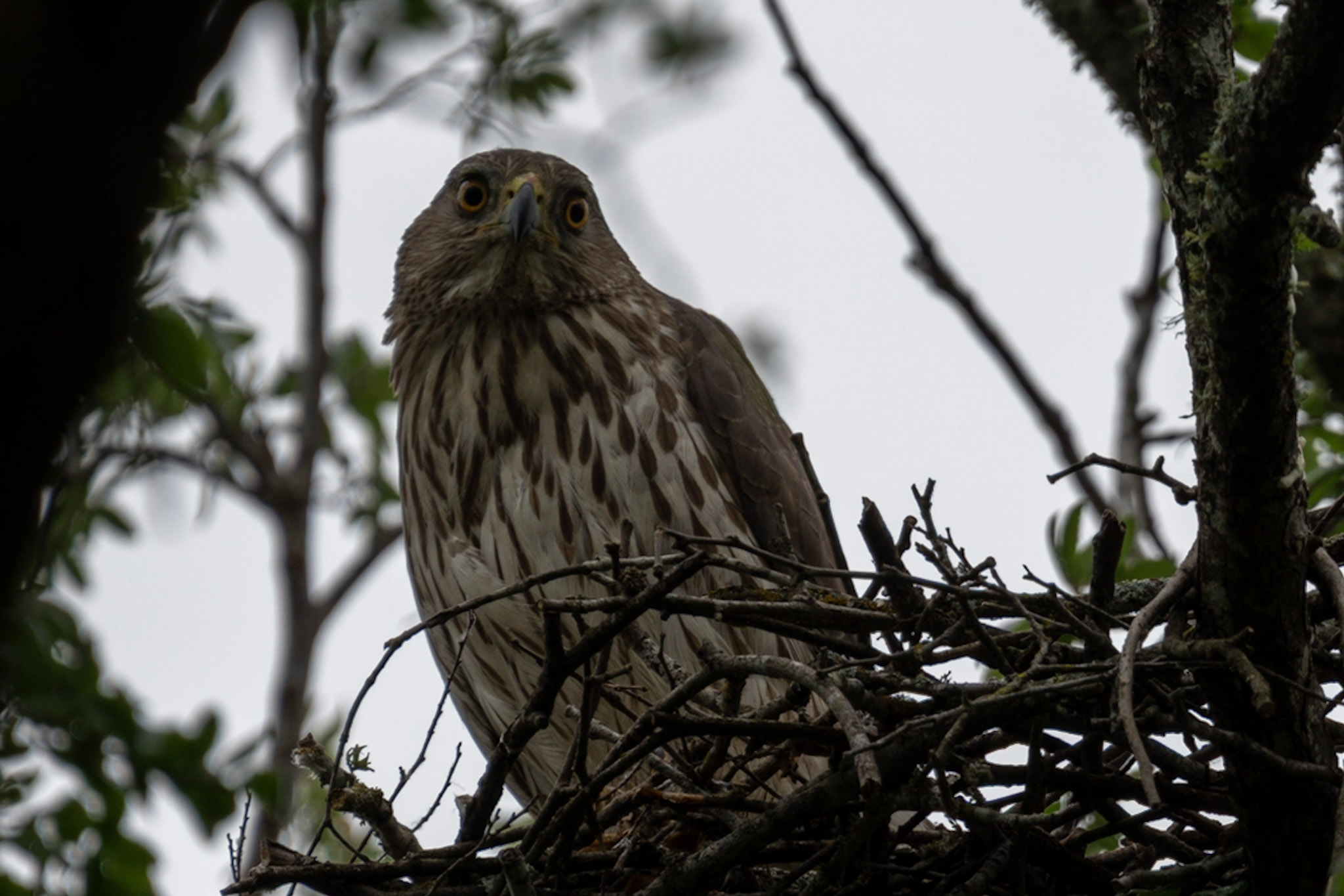 Goshawk, Nest Watch