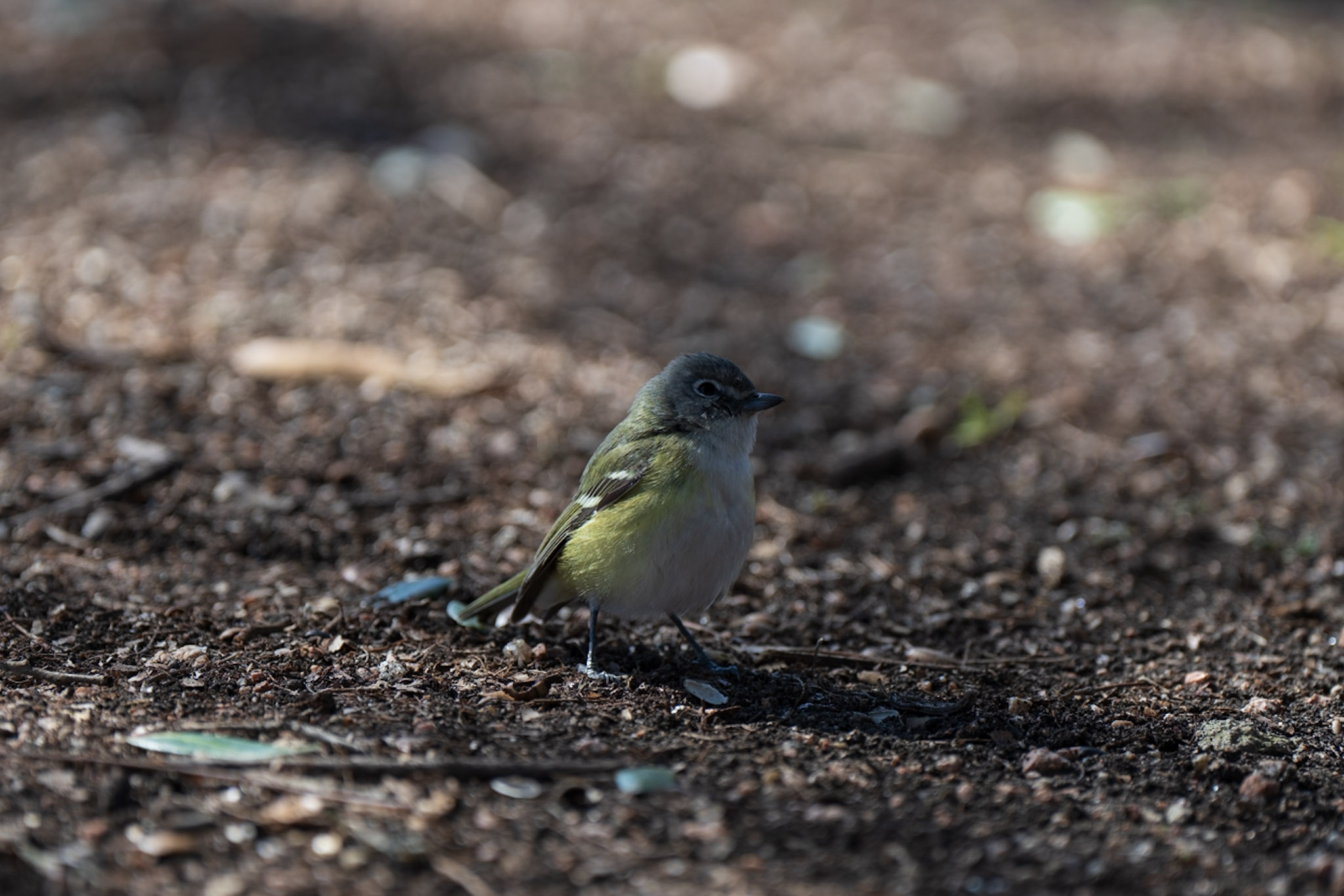 Vireo, Forest Floor