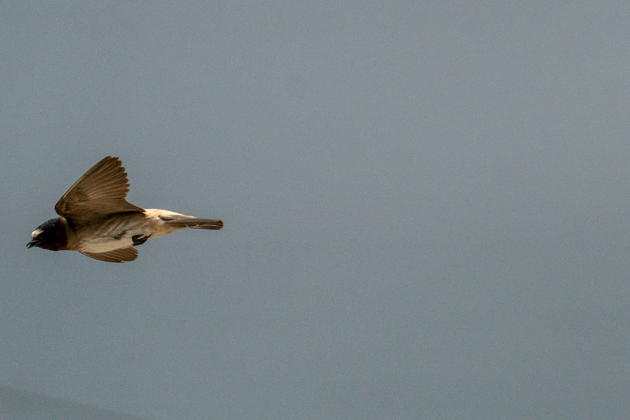Cliff Swallow, Drift