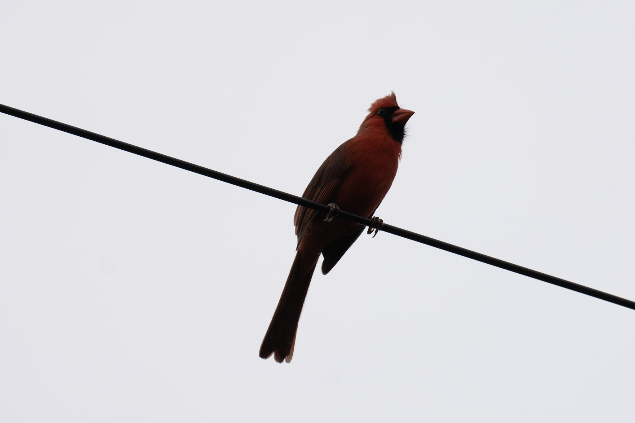Cardinal, Overcast Wire