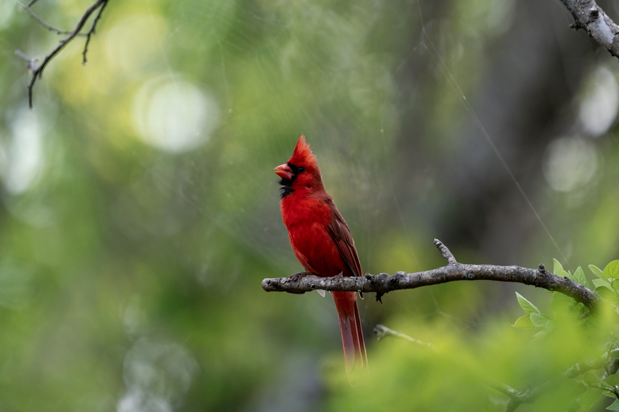 Cardinal, Spider Silk