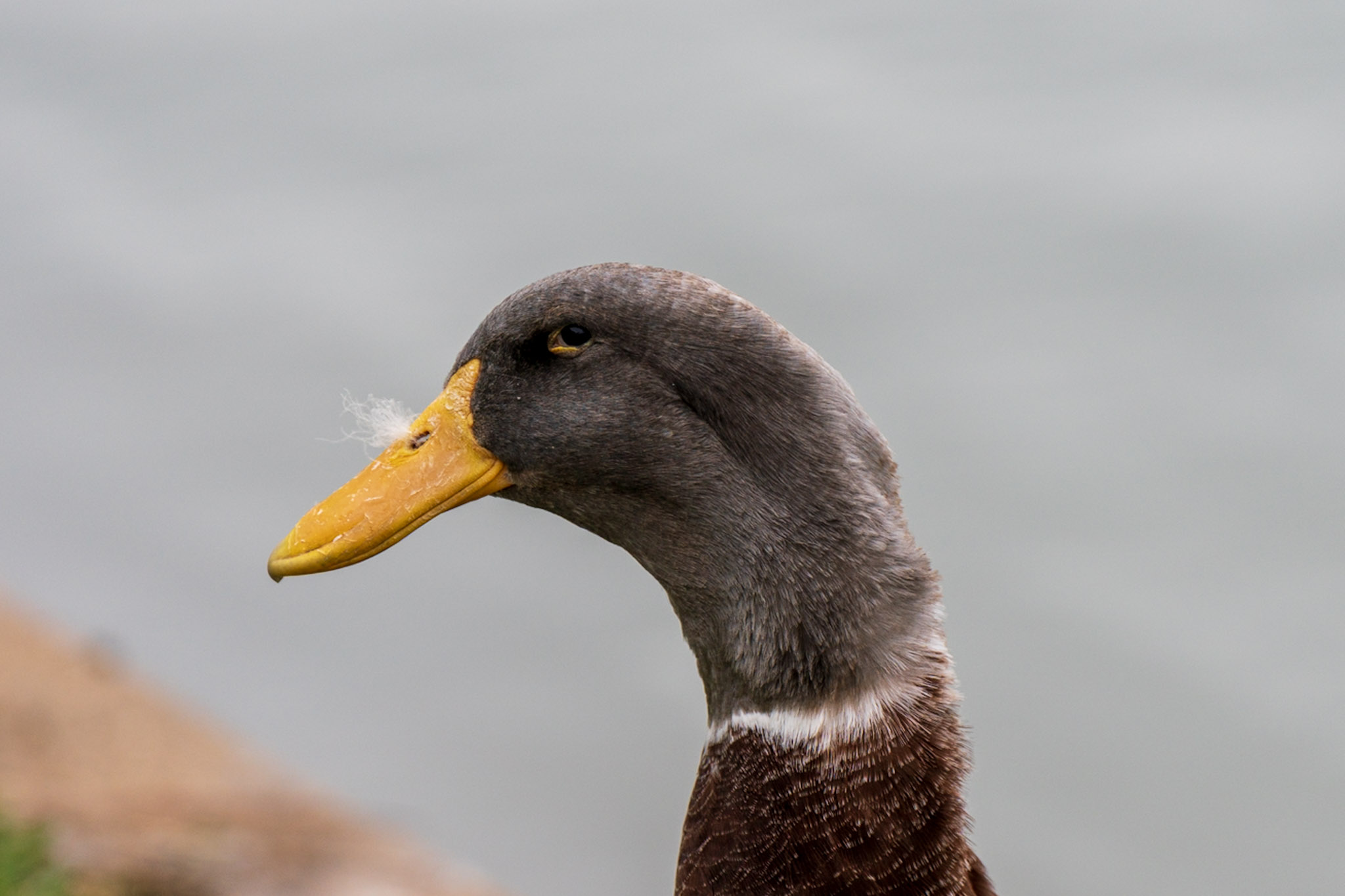 Duck, Portrait