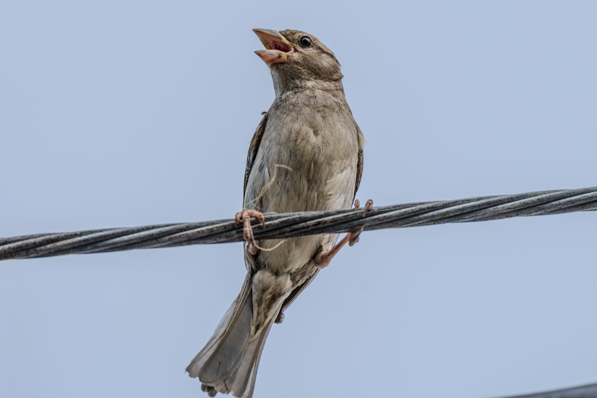 Sparrow, Singing Wire