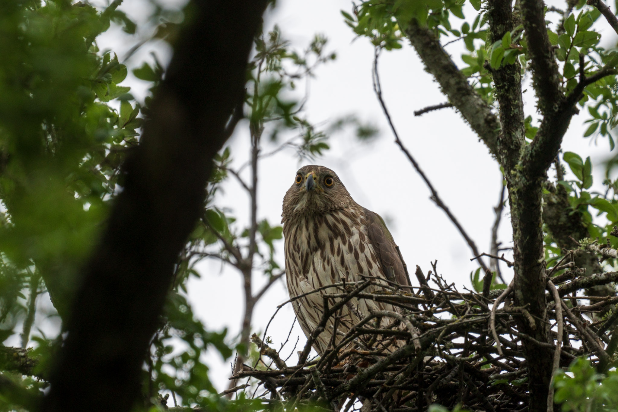 Goshawk, Watchful Nest
