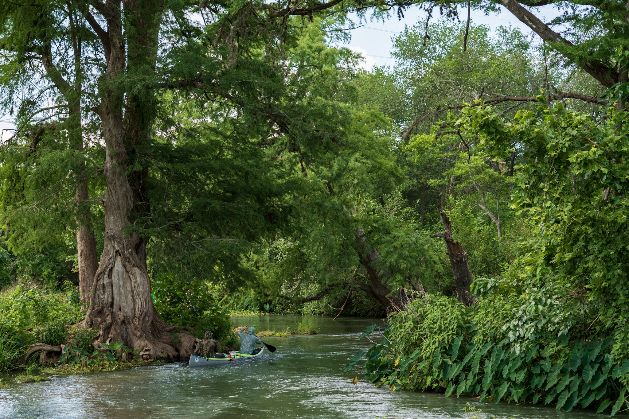 Cypress, Slow Current