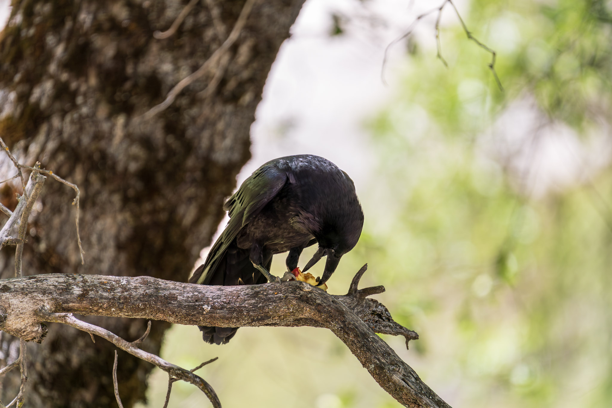 Raven's Feast