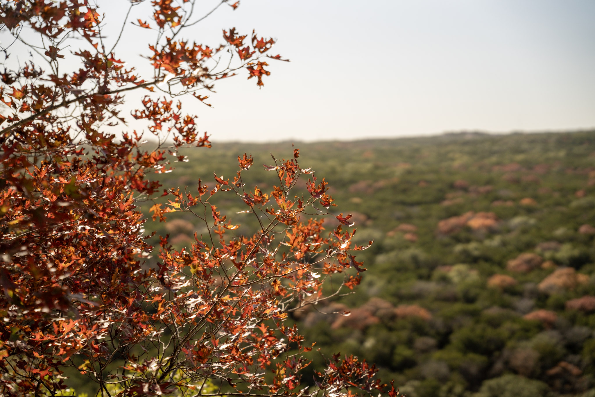 Autumn Oak, Overlook