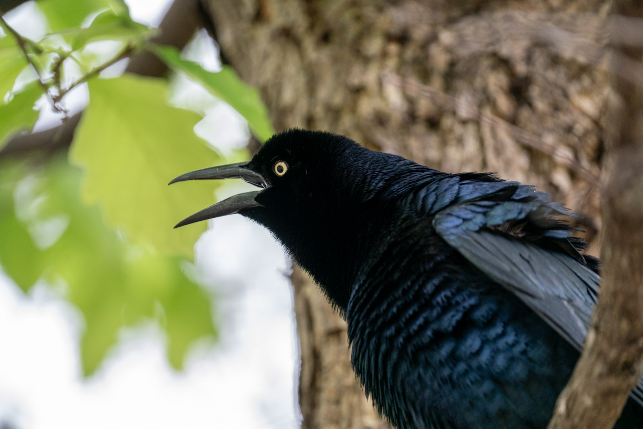 Grackle, Calling