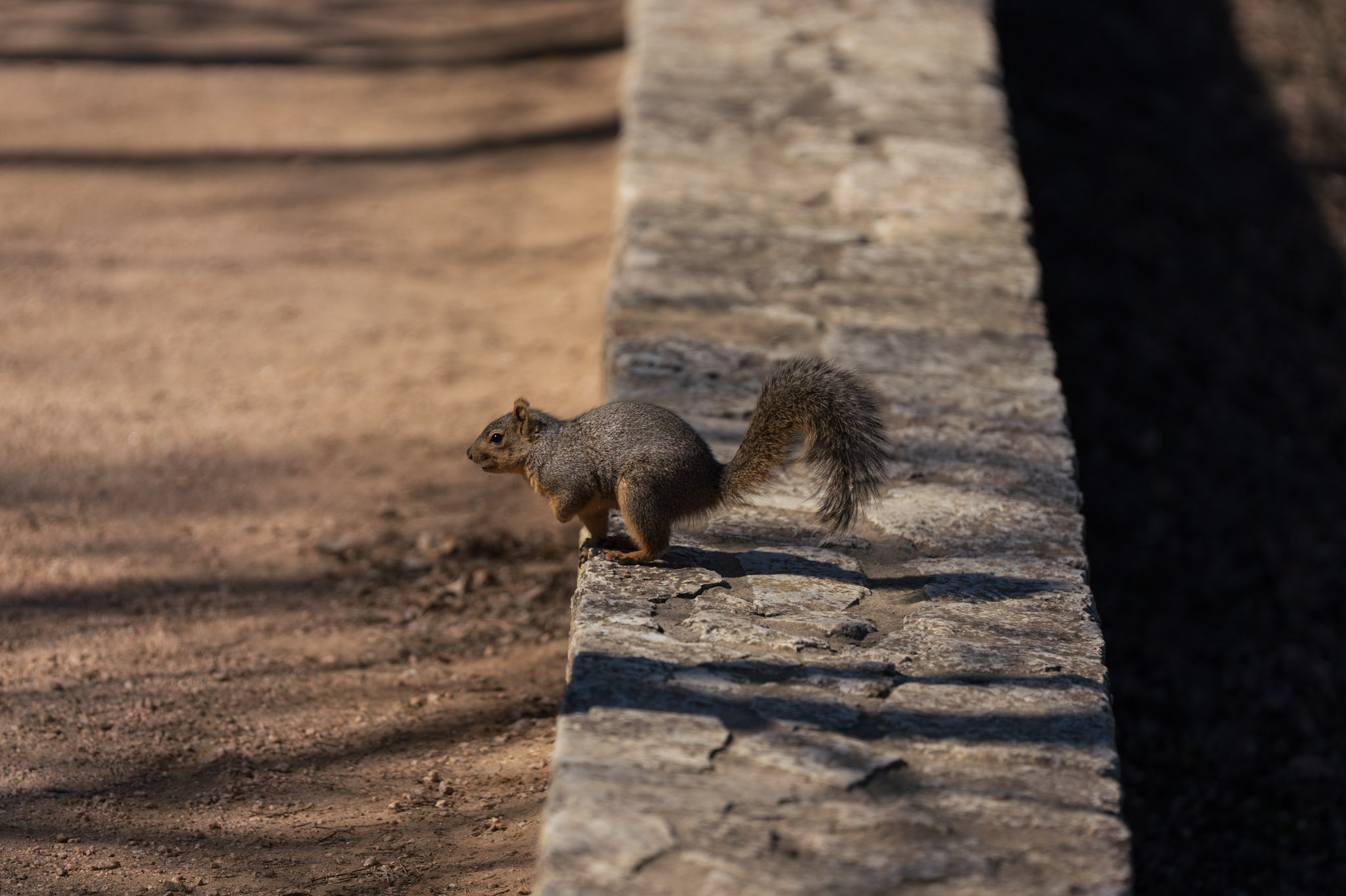 Squirrel, Stone Ledge