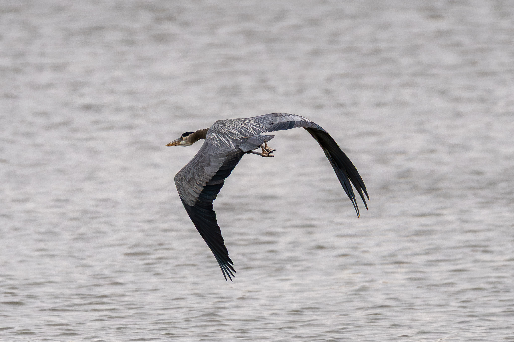 Heron, Low Pass