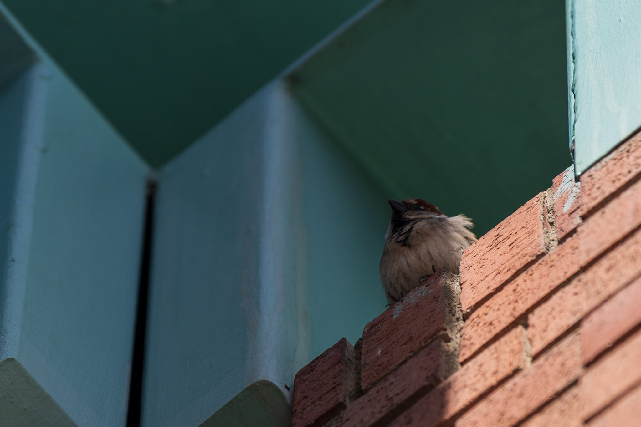 Sparrow, Brick Ledge