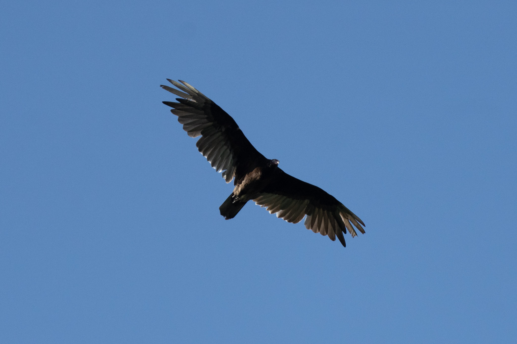 Turkey Vulture, Soaring